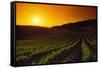 Vineyards at Sunset-Charles O'Rear-Framed Stretched Canvas