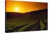 Vineyards at Sunset-Charles O'Rear-Stretched Canvas
