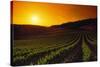 Vineyards at Sunset-Charles O'Rear-Stretched Canvas