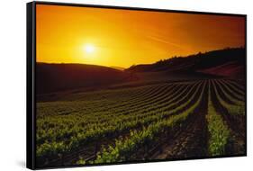 Vineyards at Sunset-Charles O'Rear-Framed Stretched Canvas