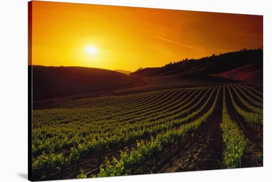 Vineyards at Sunset-Charles O'Rear-Stretched Canvas