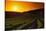 Vineyards at Sunset-Charles O'Rear-Stretched Canvas