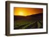 Vineyards at Sunset-Charles O'Rear-Framed Premium Photographic Print