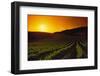 Vineyards at Sunset-Charles O'Rear-Framed Premium Photographic Print