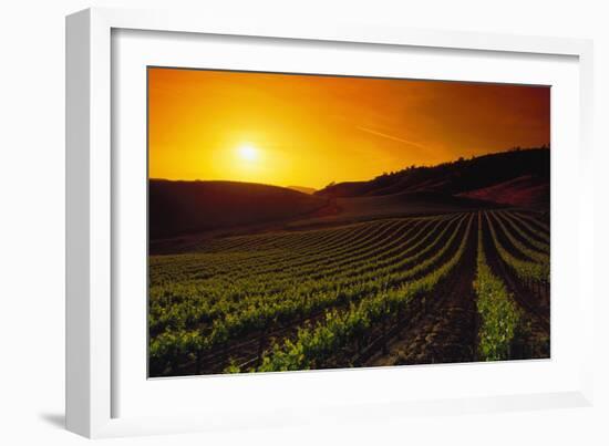 Vineyards at Sunset-Charles O'Rear-Framed Photographic Print