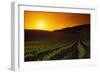 Vineyards at Sunset-Charles O'Rear-Framed Photographic Print