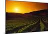 Vineyards at Sunset-Charles O'Rear-Mounted Photographic Print