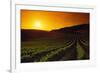 Vineyards at Sunset-Charles O'Rear-Framed Photographic Print