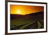 Vineyards at Sunset-Charles O'Rear-Framed Photographic Print