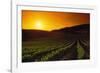 Vineyards at Sunset-Charles O'Rear-Framed Photographic Print