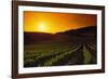 Vineyards at Sunset-Charles O'Rear-Framed Photographic Print