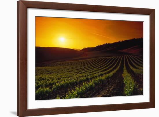 Vineyards at Sunset-Charles O'Rear-Framed Photographic Print