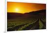 Vineyards at Sunset-Charles O'Rear-Framed Photographic Print