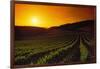 Vineyards at Sunset-Charles O'Rear-Framed Photographic Print