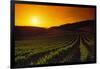 Vineyards at Sunset-Charles O'Rear-Framed Photographic Print