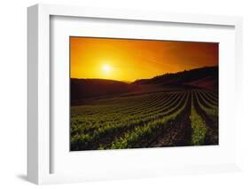 Vineyards at Sunset-Charles O'Rear-Framed Photographic Print