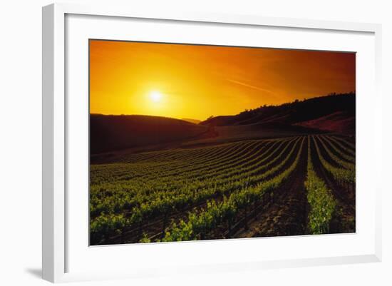 Vineyards at Sunset-Charles O'Rear-Framed Photographic Print