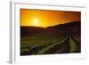 Vineyards at Sunset-Charles O'Rear-Framed Photographic Print