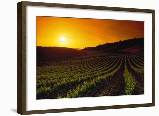 Vineyards at Sunset-Charles O'Rear-Framed Photographic Print