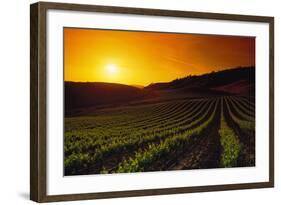 Vineyards at Sunset-Charles O'Rear-Framed Photographic Print
