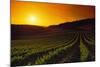 Vineyards at Sunset-Charles O'Rear-Mounted Photographic Print