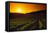 Vineyards at Sunset-Charles O'Rear-Framed Stretched Canvas