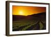 Vineyards at Sunset-Charles O'Rear-Framed Photographic Print