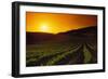 Vineyards at Sunset-Charles O'Rear-Framed Photographic Print