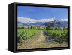 Vineyards at Winery on Shores of Lake Wanaka, South Island, New Zealand-G Richardson-Framed Stretched Canvas