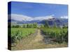 Vineyards at Winery on Shores of Lake Wanaka, South Island, New Zealand-G Richardson-Stretched Canvas