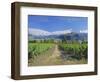 Vineyards at Winery on Shores of Lake Wanaka, South Island, New Zealand-G Richardson-Framed Photographic Print