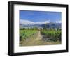 Vineyards at Winery on Shores of Lake Wanaka, South Island, New Zealand-G Richardson-Framed Photographic Print