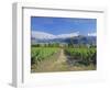 Vineyards at Winery on Shores of Lake Wanaka, South Island, New Zealand-G Richardson-Framed Photographic Print