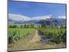 Vineyards at Winery on Shores of Lake Wanaka, South Island, New Zealand-G Richardson-Mounted Photographic Print