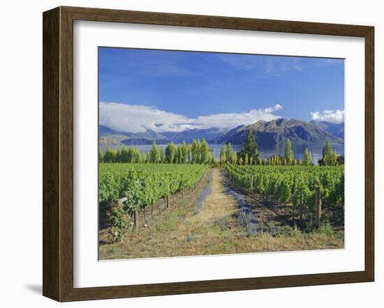 Vineyards at Winery on Shores of Lake Wanaka, South Island, New Zealand-G Richardson-Framed Photographic Print