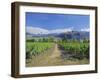 Vineyards at Winery on Shores of Lake Wanaka, South Island, New Zealand-G Richardson-Framed Photographic Print