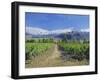 Vineyards at Winery on Shores of Lake Wanaka, South Island, New Zealand-G Richardson-Framed Photographic Print