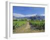 Vineyards at Winery on Shores of Lake Wanaka, South Island, New Zealand-G Richardson-Framed Photographic Print