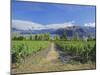 Vineyards at Winery on Shores of Lake Wanaka, South Island, New Zealand-G Richardson-Mounted Photographic Print