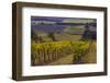 Vineyards at Yamhill Valley Vineyards near McMinnville, Oregon, USA-Chuck Haney-Framed Photographic Print