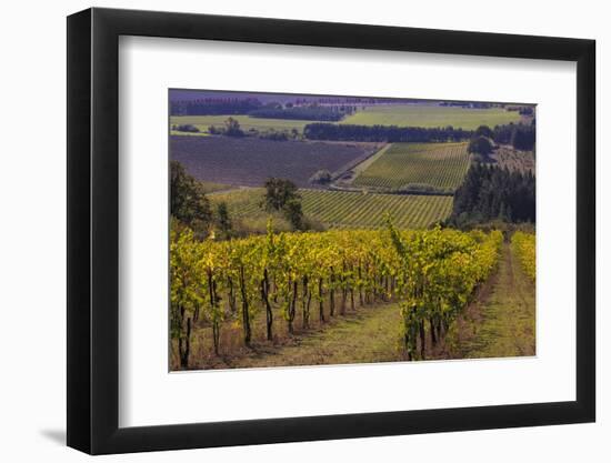 Vineyards at Yamhill Valley Vineyards near McMinnville, Oregon, USA-Chuck Haney-Framed Photographic Print