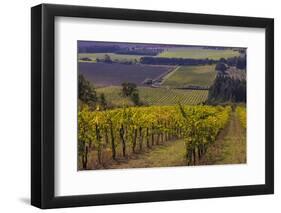 Vineyards at Yamhill Valley Vineyards near McMinnville, Oregon, USA-Chuck Haney-Framed Photographic Print