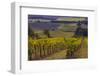 Vineyards at Yamhill Valley Vineyards near McMinnville, Oregon, USA-Chuck Haney-Framed Photographic Print