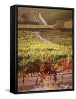 Vineyards, Barbaresco Docg, Piedmont, Italy-null-Framed Stretched Canvas