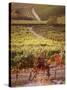 Vineyards, Barbaresco Docg, Piedmont, Italy-null-Stretched Canvas