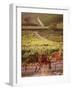 Vineyards, Barbaresco Docg, Piedmont, Italy-null-Framed Photographic Print