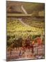 Vineyards, Barbaresco Docg, Piedmont, Italy-null-Mounted Photographic Print