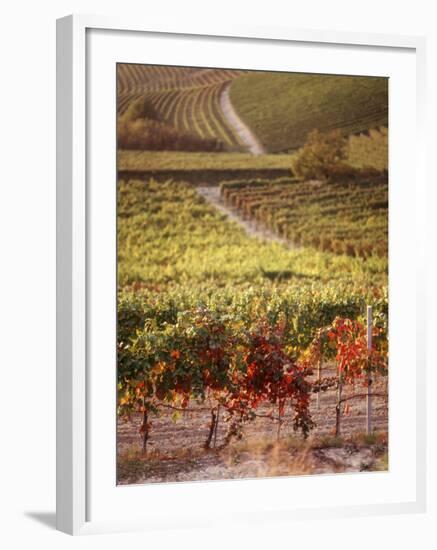 Vineyards, Barbaresco Docg, Piedmont, Italy-null-Framed Photographic Print