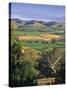 Vineyards, Barossa Valley, South Australia, Australia-Doug Pearson-Stretched Canvas