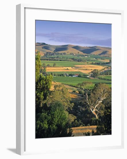 Vineyards, Barossa Valley, South Australia, Australia-Doug Pearson-Framed Photographic Print